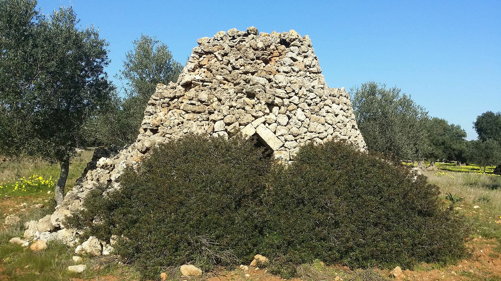 ImmoPuglia - Olivo - Trullo - Pietra - Campagna - copyright Pia Di Carlo