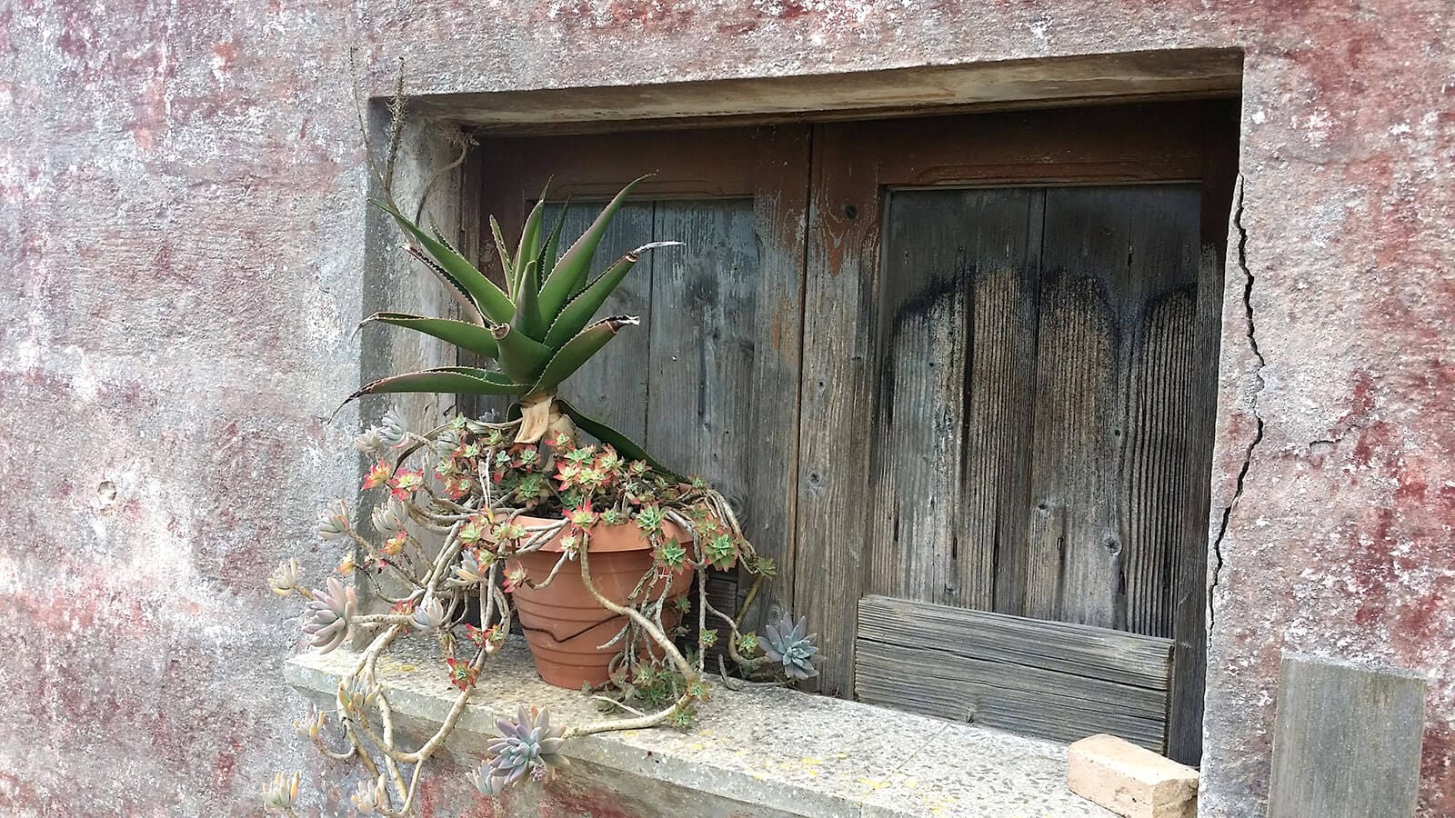 ImmoPuglia - Pianta - Cactus - Finestra - Muro - copyright Pia Di Carlo