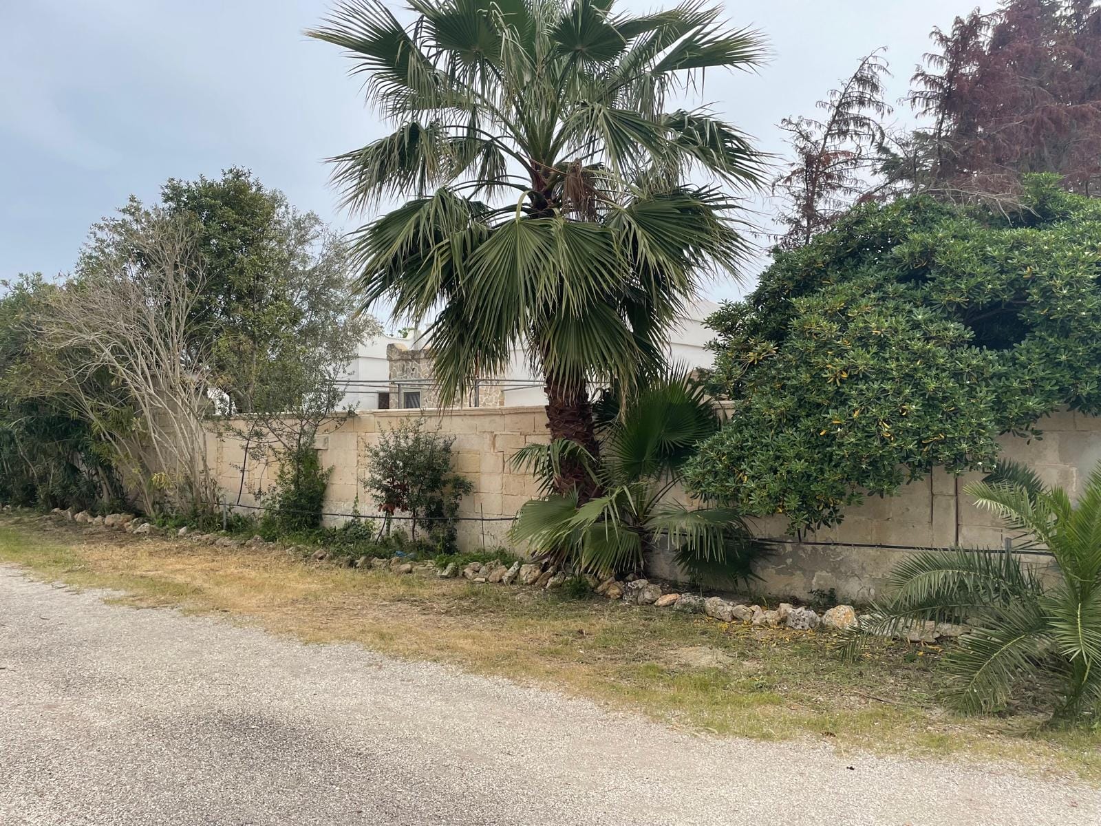 5_ImmoPuglia_30548146_Di Carlo Pia Caterina_strada1