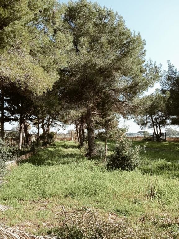 ImmoPuglia_32065659_terreno1_Di Carlo Pia Caterina