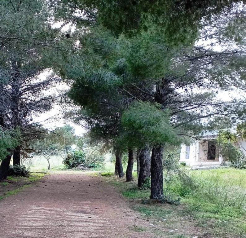 ImmoPuglia_32065659_terreno2_Di Carlo Pia Caterina