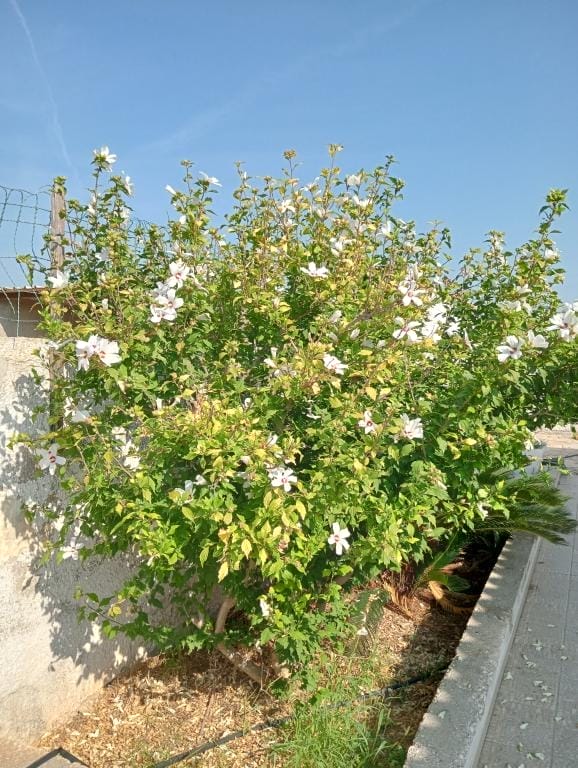 Immopuglia_Pia_Caterina_Dicarlo_30863971_particolare esterno14